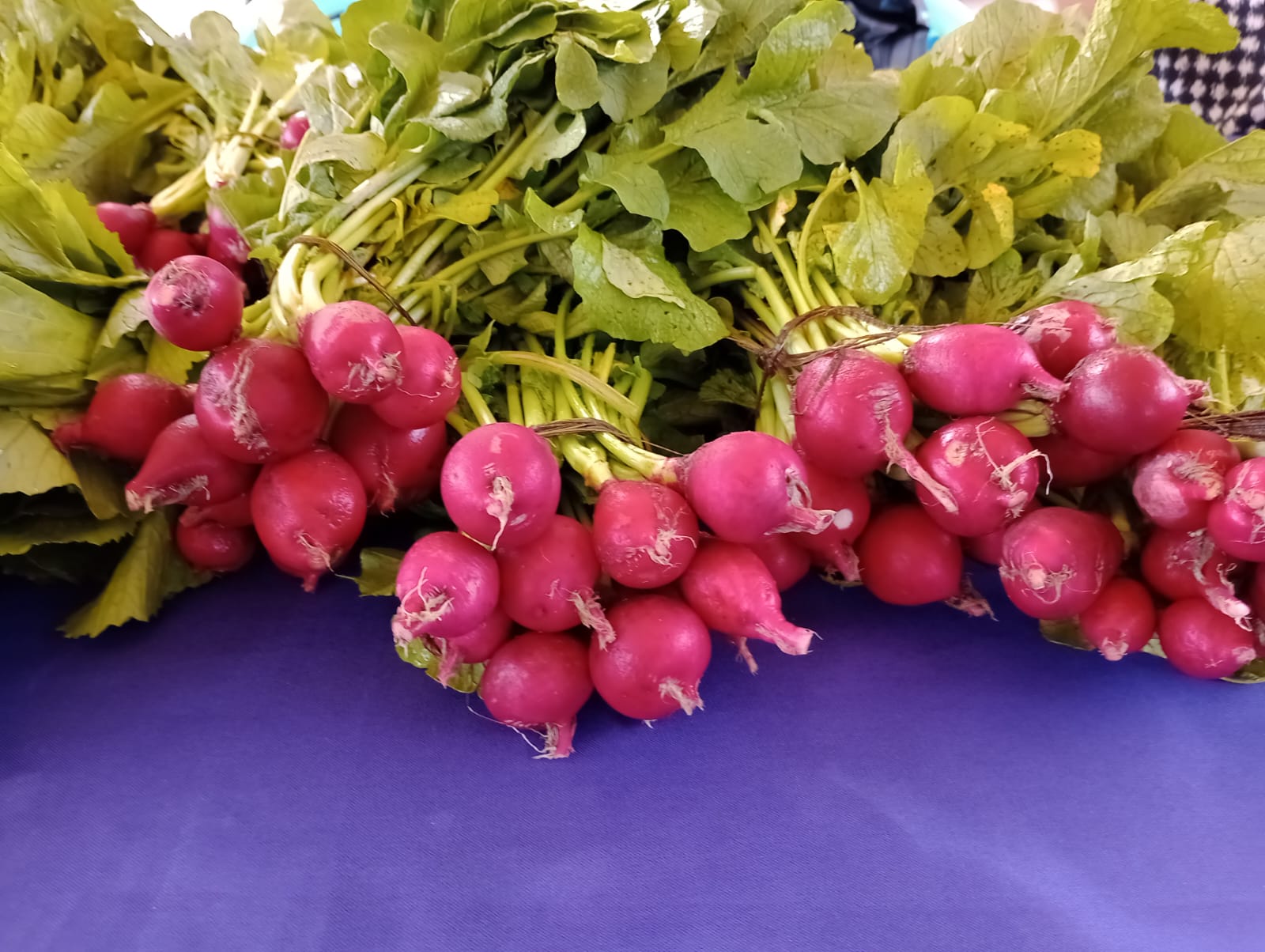 Participación de Acomudt en Mercadito Solidario 